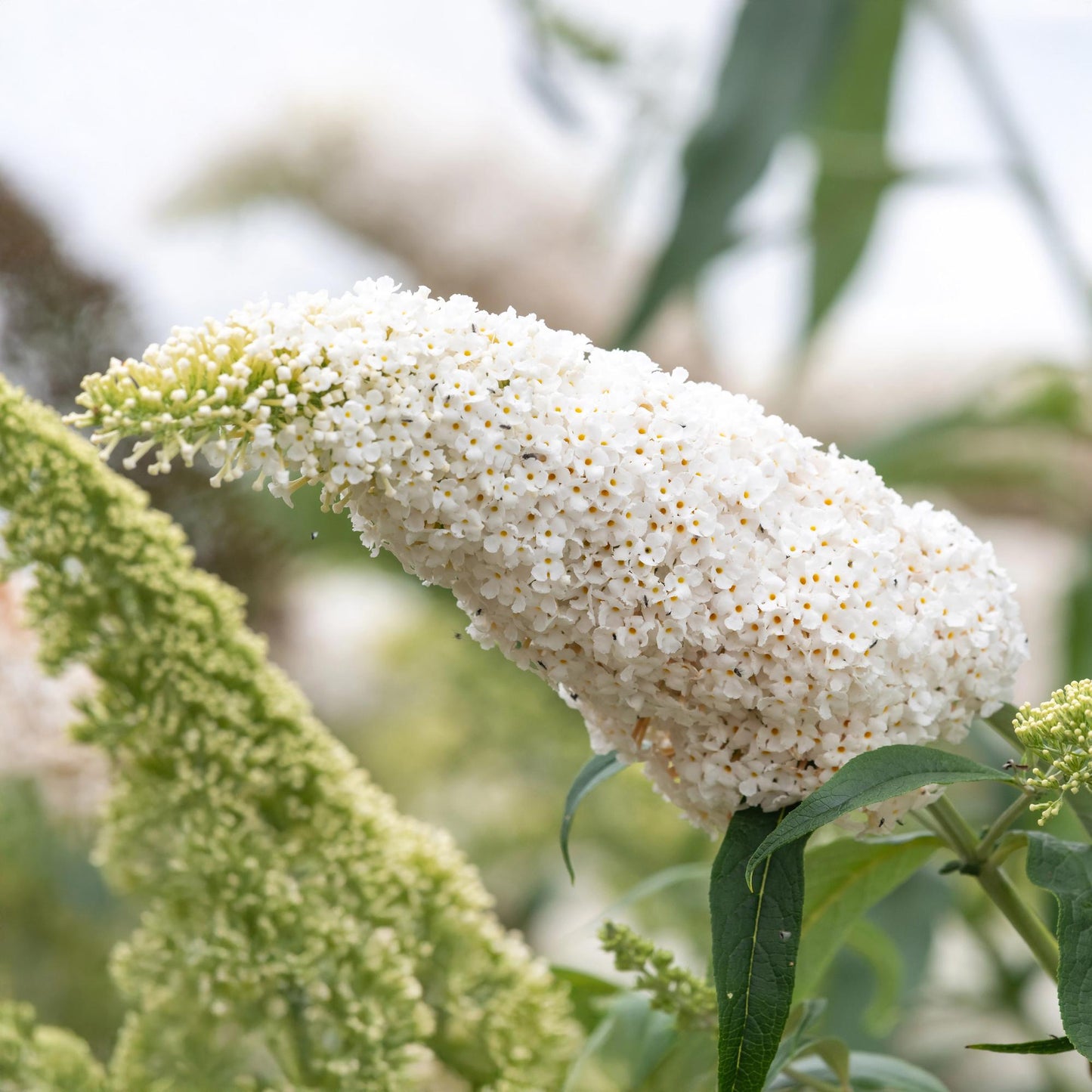 Pflanzfix24.de - Schmetterlingsstrauch - Buddleja Davidii White Profusion - Blüte Weiß - 1 Pflanze - Topf 17cm - Pflanzfix24.de