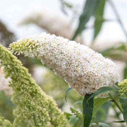 Pflanzfix24.de - Schmetterlingsstrauch - Buddleja Davidii White Profusion - Blüte Weiß - 1 Pflanze - Topf 17cm - Pflanzfix24.de
