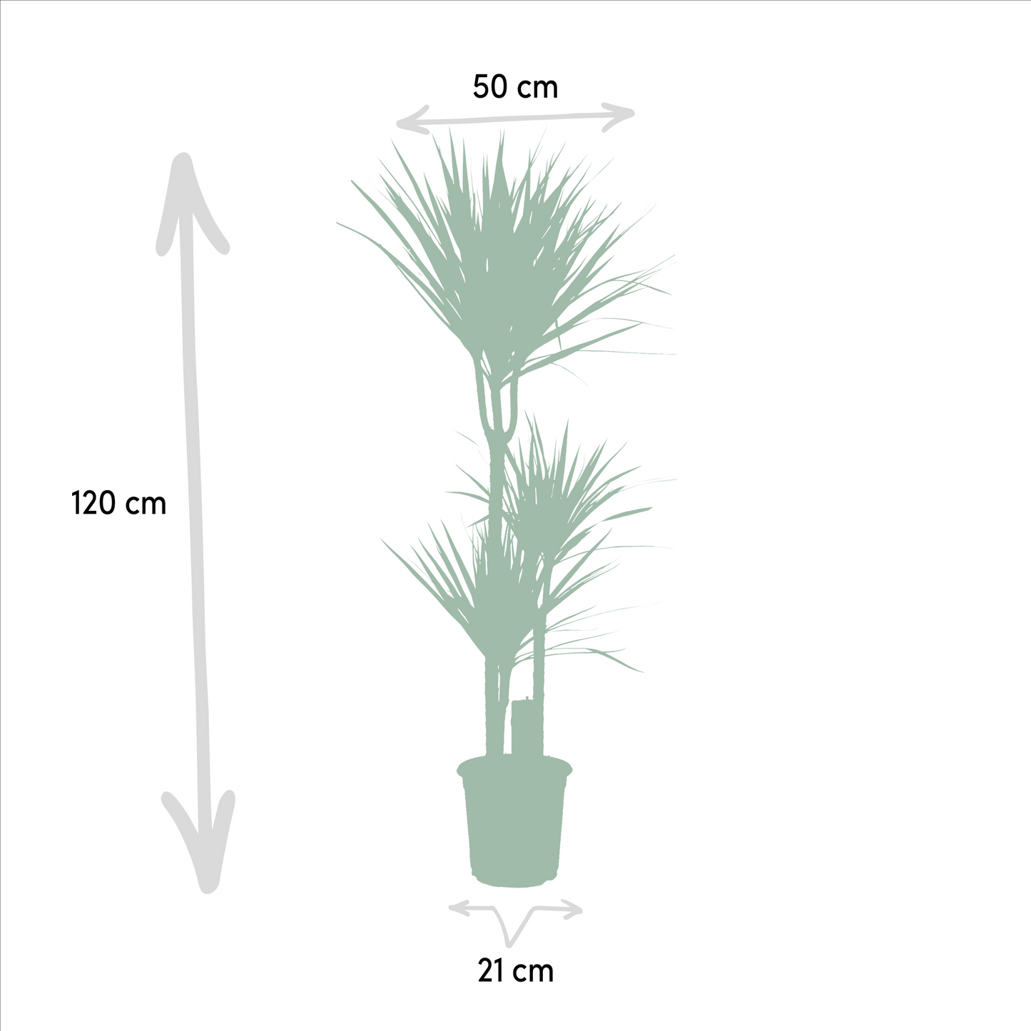 Dracaena & Yucca Zimmerpflanzen Set - Pflanzfix24