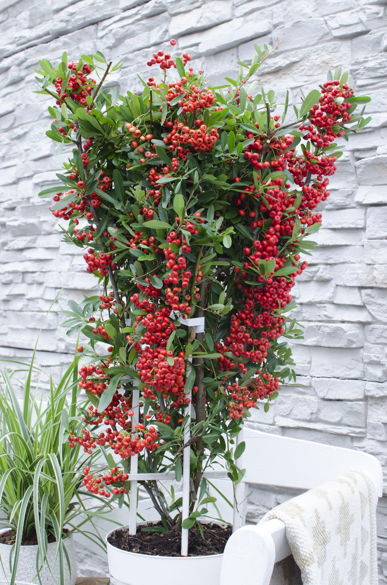 Pyracantha coccinea Red Star - Ø23cm - ↕75cm - Pflanzfix24