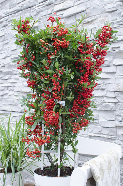 Pyracantha coccinea Red Star - Ø23cm - ↕75cm - Pflanzfix24