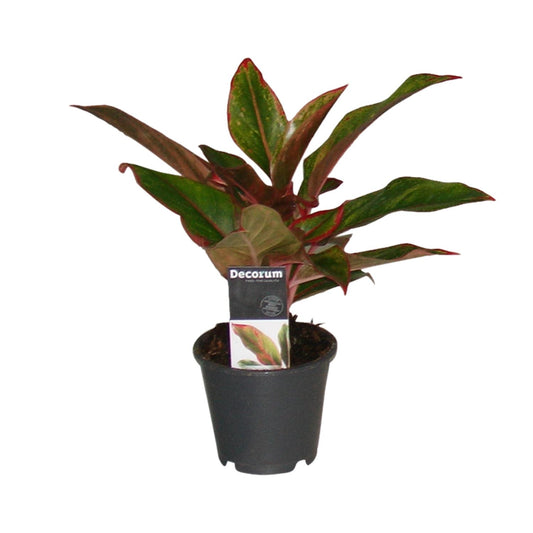 Aglaonema Crete - Ø12cm - Pflanzfix24