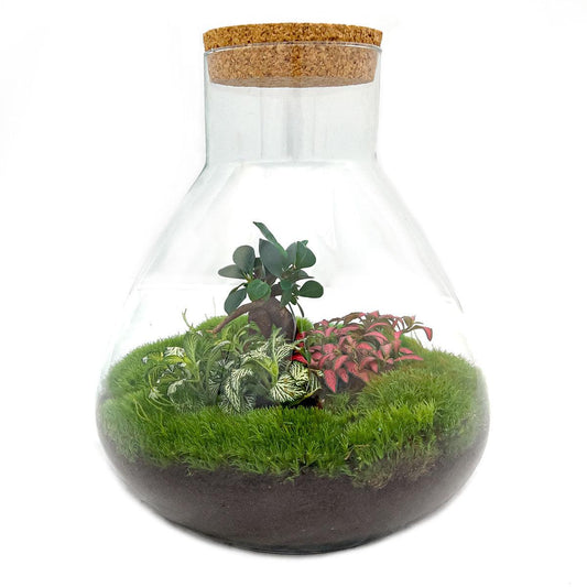 Flaschengarten - Sam XL Bonsai - Pflanzfix24