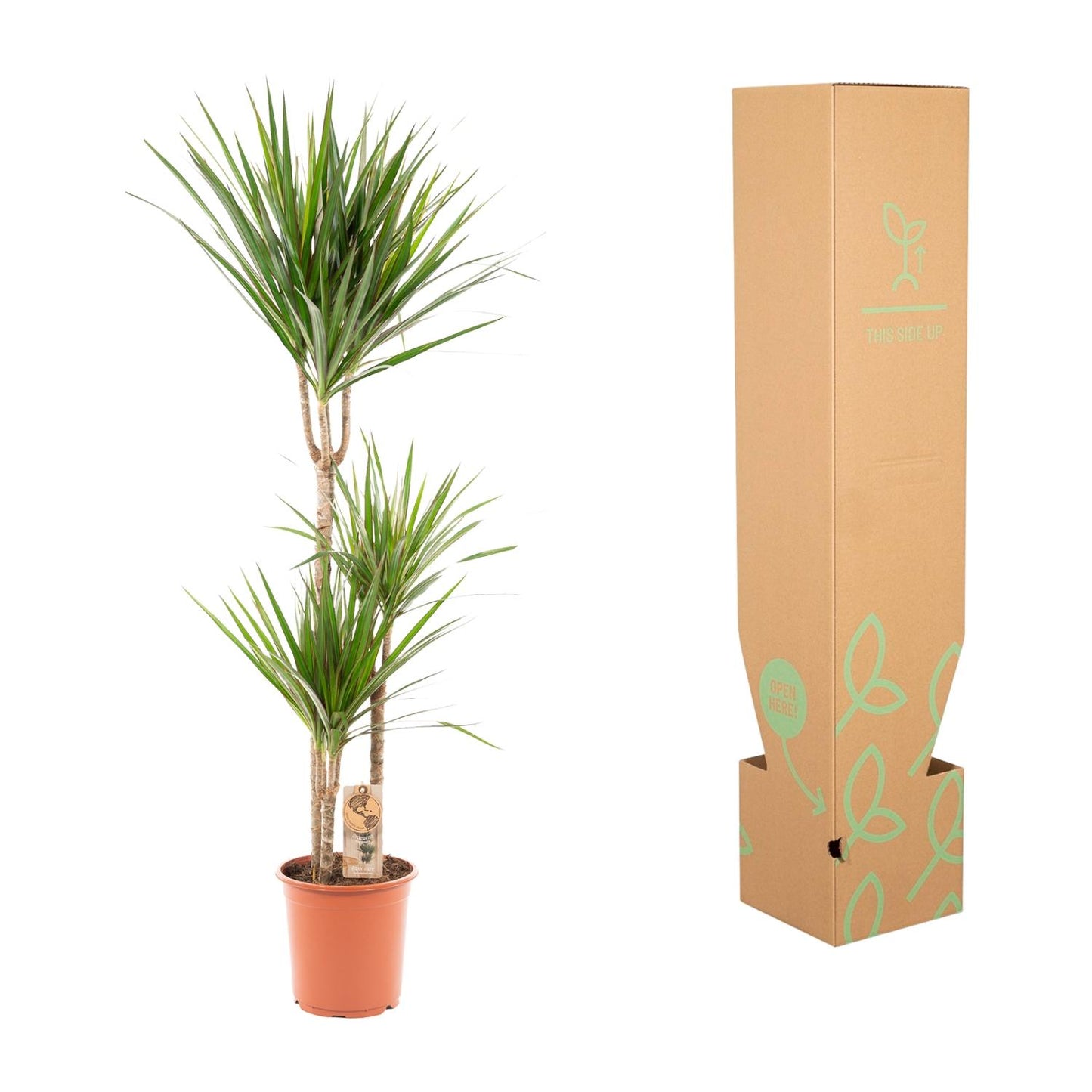 Dracaena Marginata - Ø21cm - ↕120cm - Pflanzfix24.de - Pflanzfix24.de