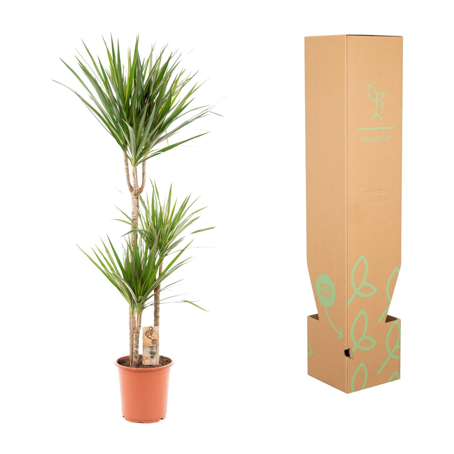 Dracaena Marginata - Ø21cm - ↕120cm - Pflanzfix24.de - Pflanzfix24.de