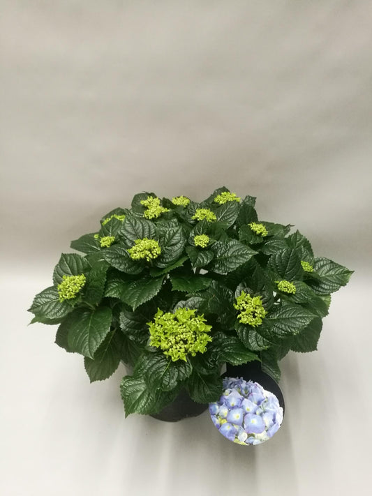 Hydrangea Early Blue - Ø23cm - ↕45cm - Pflanzfix24