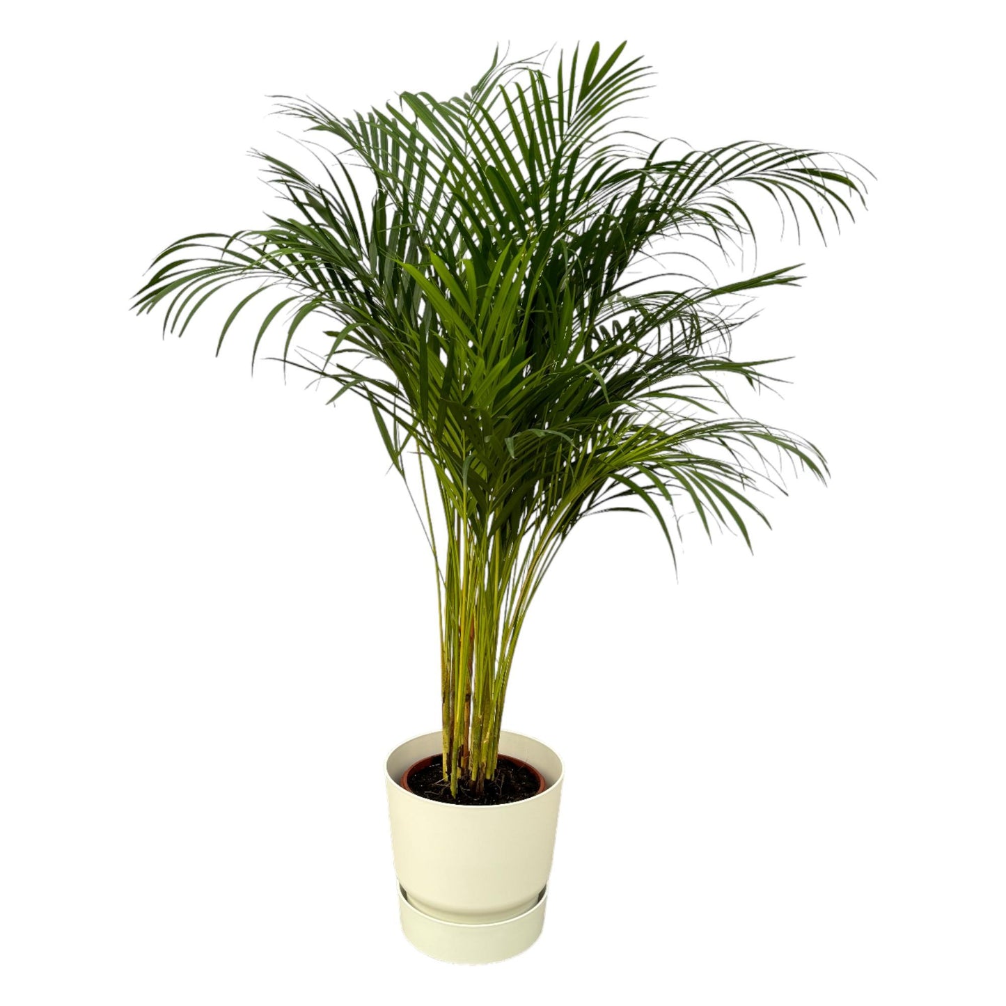 Areca palm - ↨130cm - Ø24cm inkl. elho Greenville Round weiß D30xH28 - Pflanzfix24.de - Pflanzfix24.de