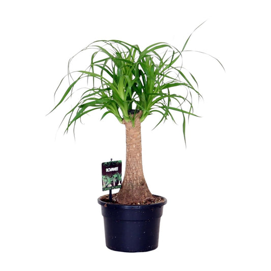 Beaucarnea Nolina - Ø17cm - ↕50cm - Pflanzfix24