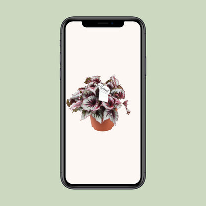 Begonia Beleaf Evening Glow - Ø17cm - ↕33cm - Pflanzfix24