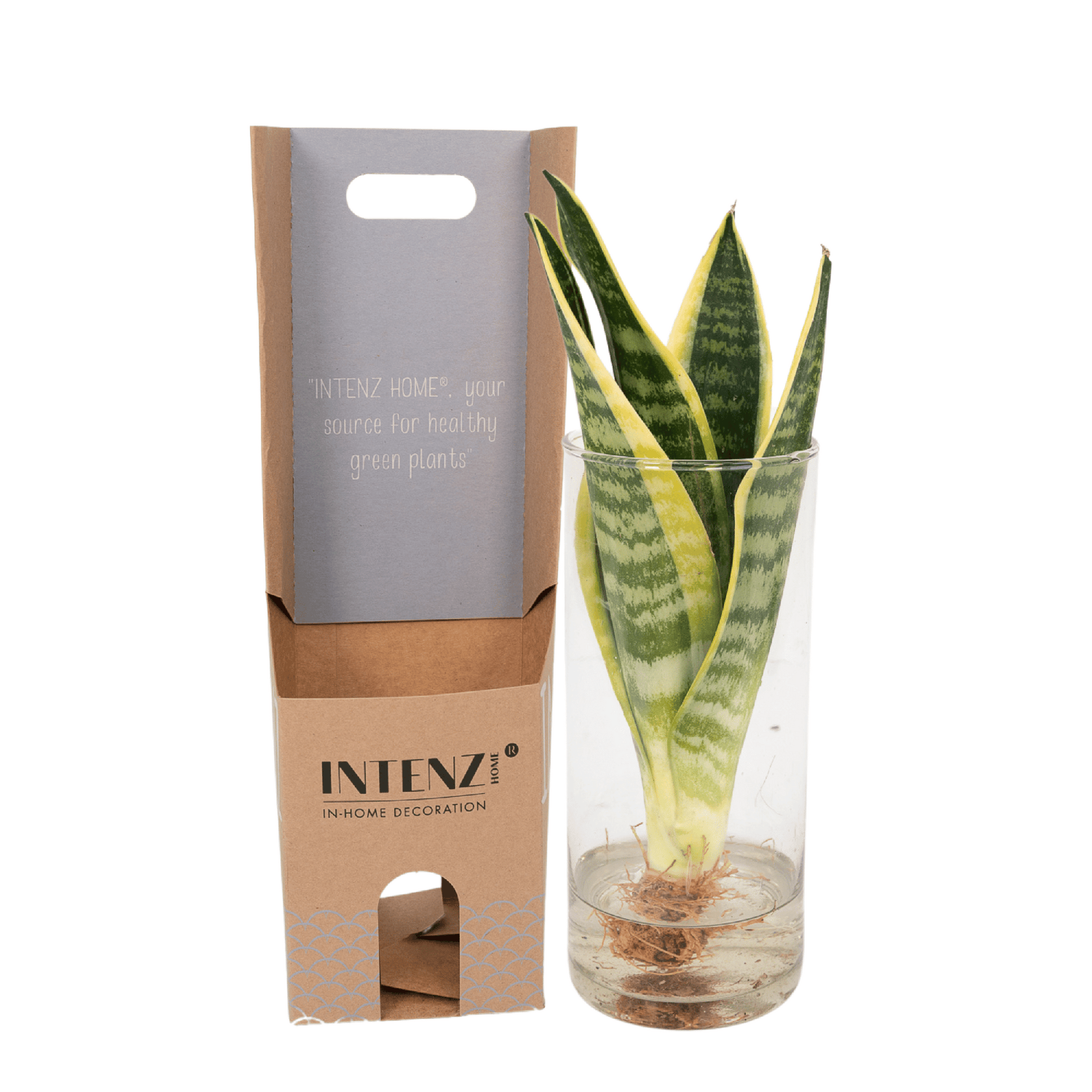 Sansevieria im Glaszylinder 12cm – dekorativ | Pflanzfix24.de - Pflanzfix24.de