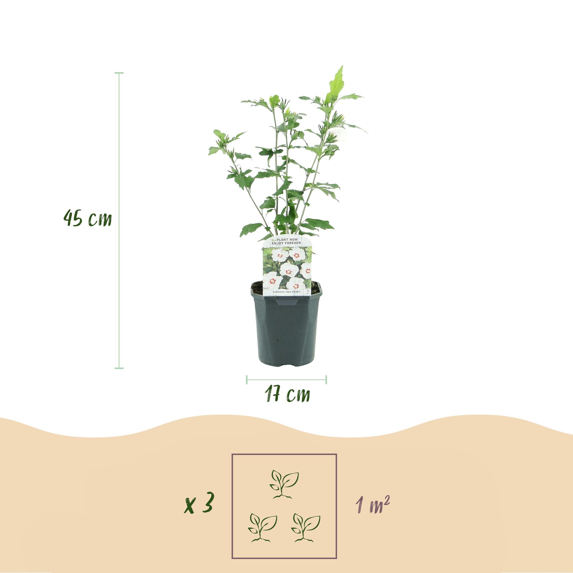 Pflanzfix24.de - Hibiscus syriacus Red Heart - 1 Pflanze - Topf 17cm - Pflanzfix24.de