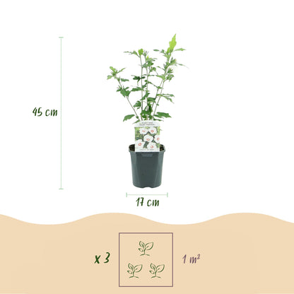 Pflanzfix24.de - Hibiscus syriacus Red Heart - 1 Pflanze - Topf 17cm - Pflanzfix24.de