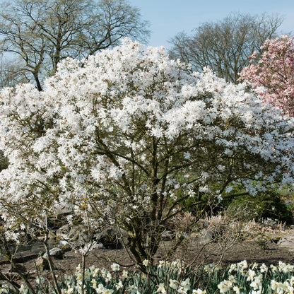 Pflanzfix24.de - Magnolia Stellata - Blüte Weiß - 1 Pflanze - Topf 17cm - Pflanzfix24.de