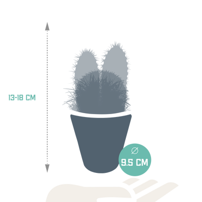 Kakteenmischung 8,5 cm - 3x - in witte pot von Pflanzfix24.de - Pflanzfix24.de