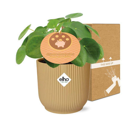 Pilea Peperomioides 12 cm im ELHO Vibes Fold Gelb | Pflanzfix24
