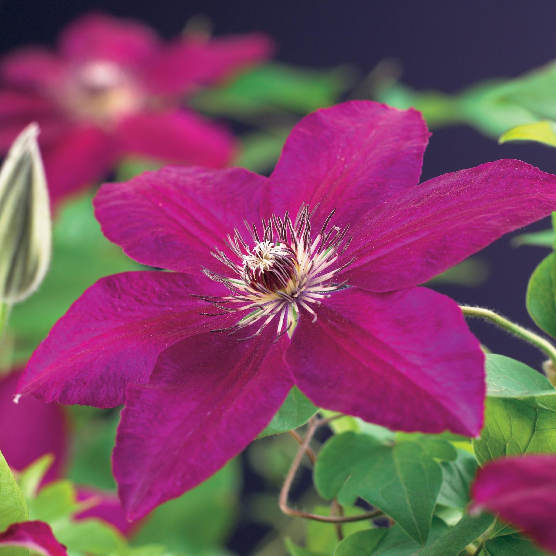 Clematis Westerplatte Kletterpflanze - 2 Pflanzen - Topf 11cm - Pflanzfix24.de - Pflanzfix24.de