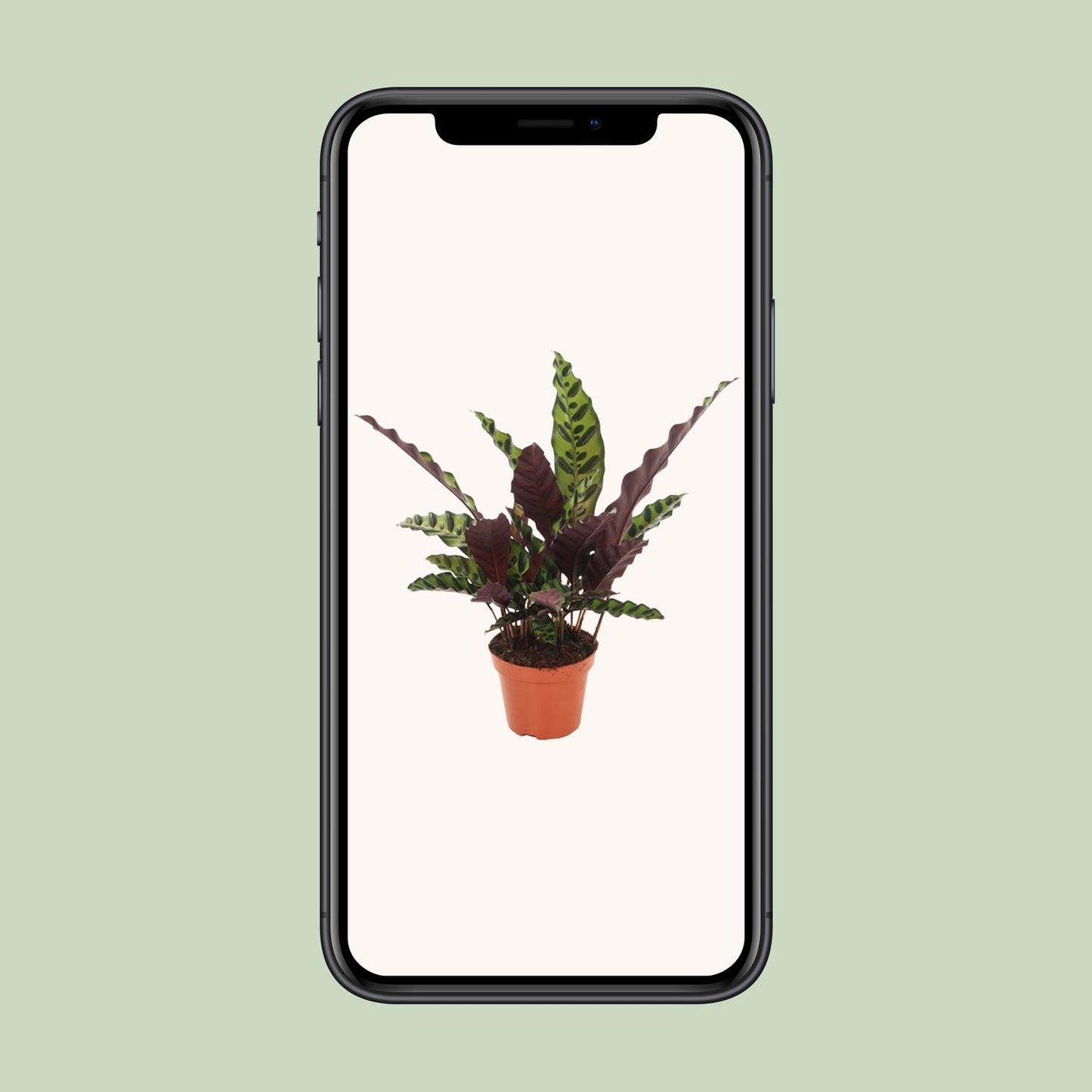 Calathea Insignis - Ø12cm - pflanzfix24