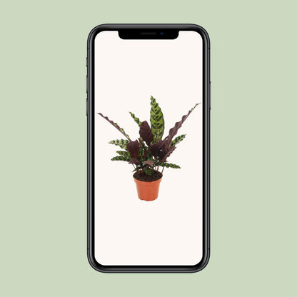 Calathea Insignis - Ø12cm - pflanzfix24