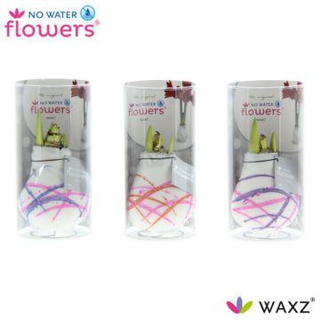 No Water Flowers Waxz Art Karel Appel in Koker - 3 Stücke - Ø7 cm - ↕15 cm - Pflanzfix24