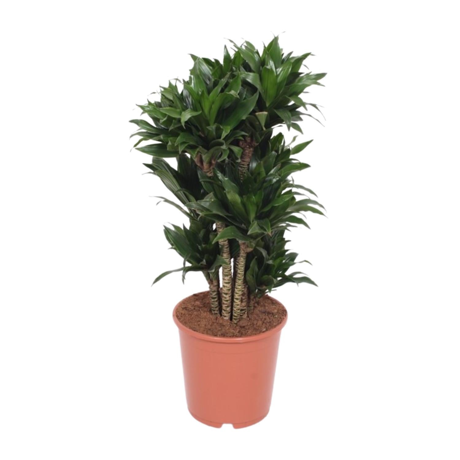 Dracaena Compacta - Ø24cm - ↕80cm - Pflanzfix24.de - Pflanzfix24.de