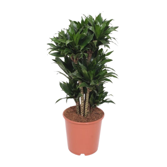 Dracaena Compacta - Ø24cm - ↕80cm - Pflanzfix24.de - Pflanzfix24.de