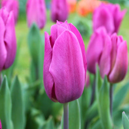 Tulpe 'Gomera' - 15 Blumenzwiebeln - Flowerbulbs Amsterdam - Pflanzfix24