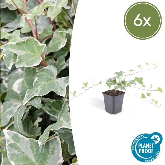 6x Hedera helix 'Glacier' - ↕10-25cm - Ø9cm - Pflanzfix24.de - Pflanzfix24.de