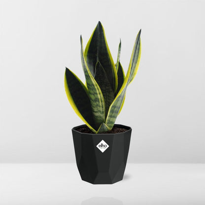 Sansevieria Futura Superba in 14cm b.for rock living black - Pflanzfix24