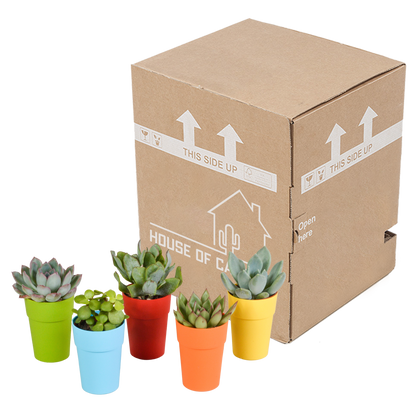 Vetplanten-Mischung 5x Sukkulenten 5,5 cm bunter Kunststofftopf | Pflanzfix24.de - Pflanzfix24.de