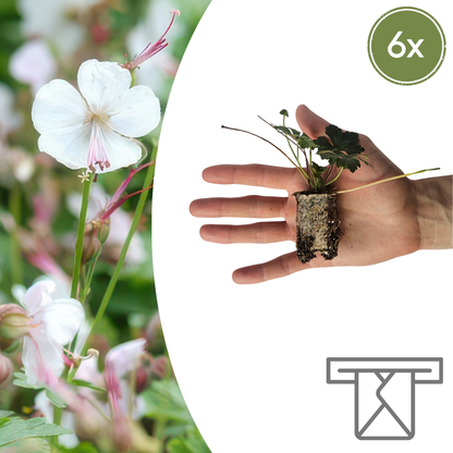 Geranium – 6 Jungpflanzen | Pflanzfix24.de - Pflanzfix24.de