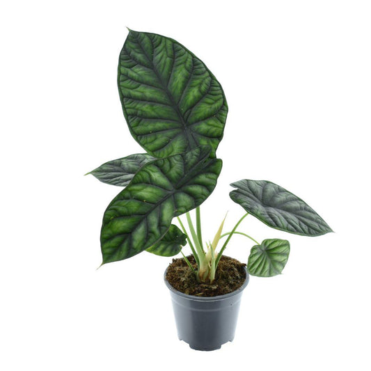 Alocasia Dragon Scale - Ø14cm - ↕30cm - Pflanzfix24
