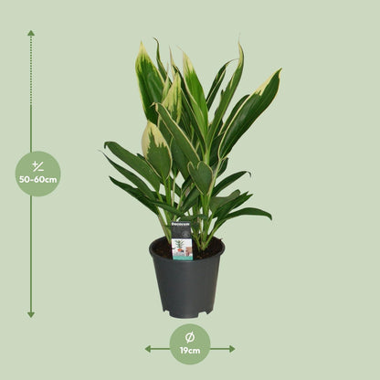 Cordyline New Conga - Ø19cm - ↕60cm - Pflanzfix24