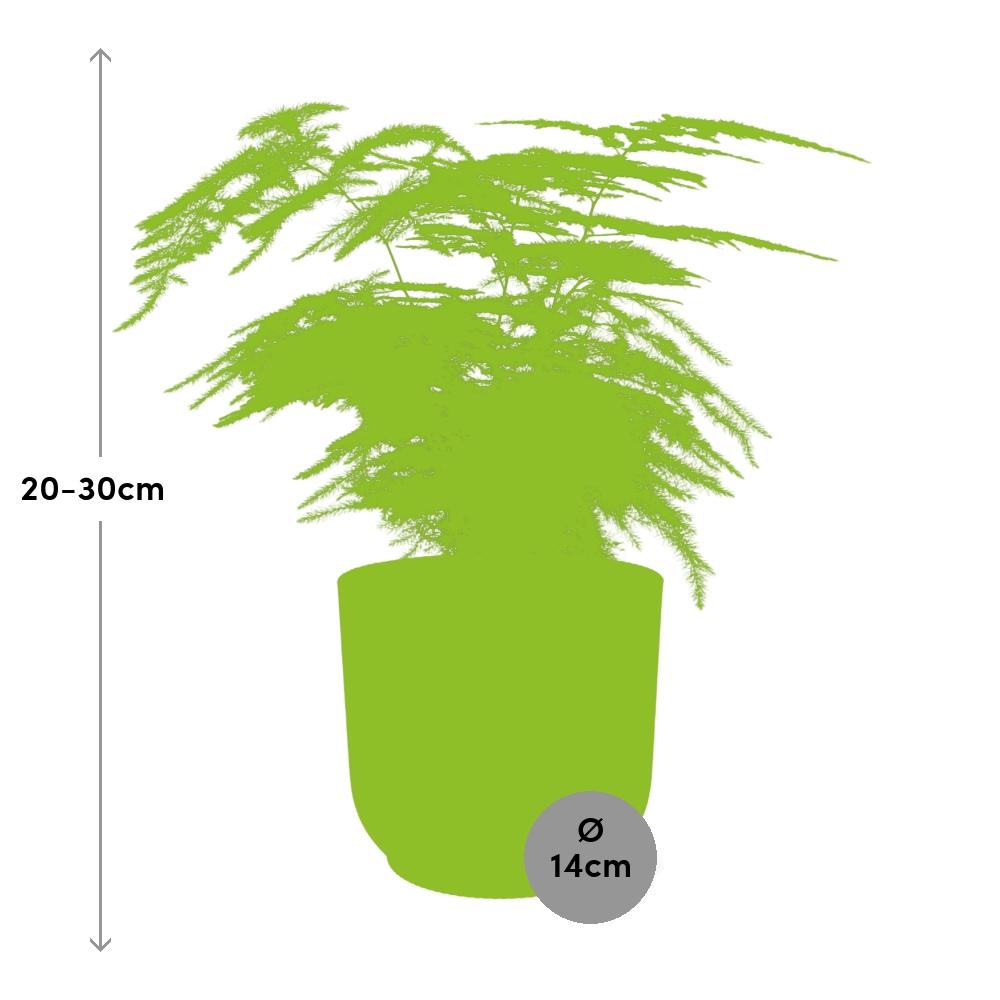 Asparagus Setaceus ‘Plumosus’ in ELHO Vibes Fold 14cm geel - Pflanzfix24