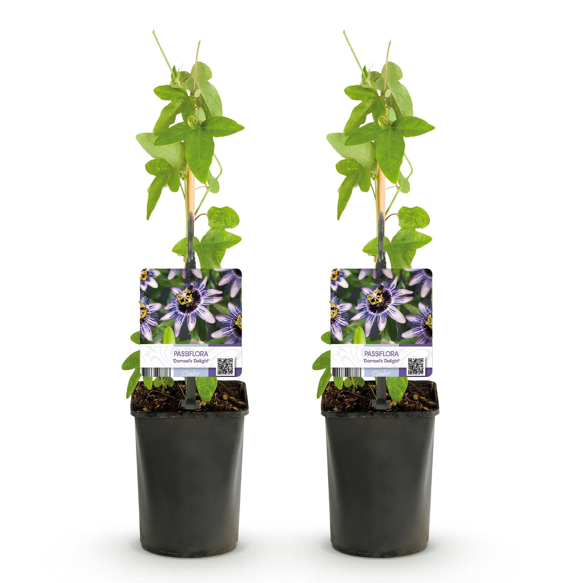 Pflanzfix24.de - Passionsblume - Passiflora Damsels Delight - Blüte Lila mit Weiß - 2 Pflanzen - Topf 11cm - Pflanzfix24.de