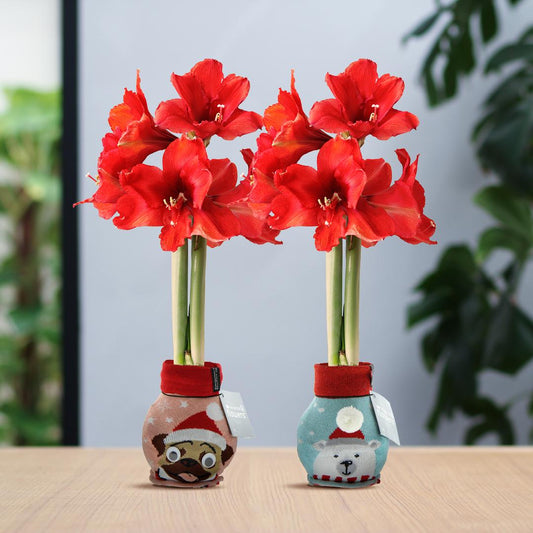 No Water Flowers® Fashionz Xmas Fun Dog & Bear Mix (2 pack) + Red flower - Pflanzfix24
