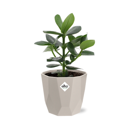Clusia Princess in ELHO b.for rock 14 cm warm grey - Pflanzfix24