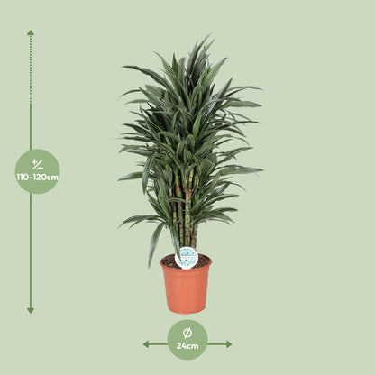 Dracaena Deremensis Warneckei - Zimmerpflanze - Pflanzfix24
