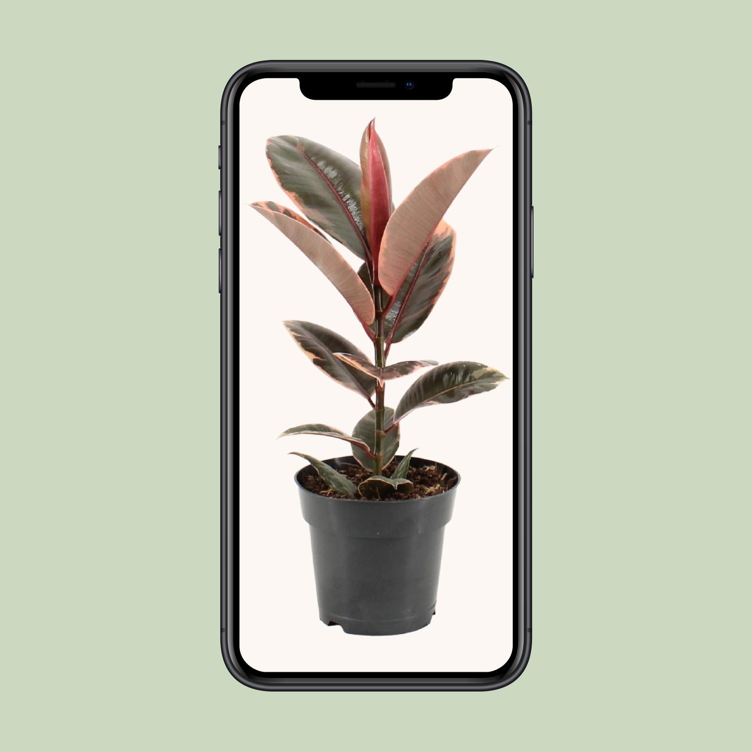 Ficus Elastica Belize - Ø17cm - ↕55cm - Pflanzfix24.de - Pflanzfix24.de