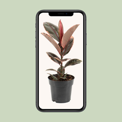 Ficus Elastica Belize - Ø17cm - ↕55cm - Pflanzfix24.de - Pflanzfix24.de