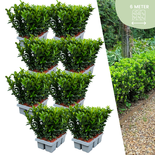48 x Euonymus 'Green Spire' - Pflanzfix24.de - Pflanzfix24.de