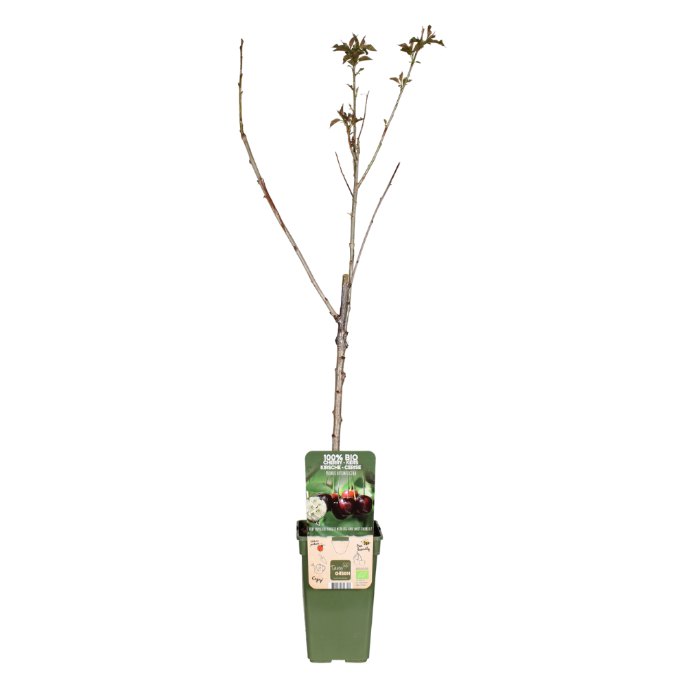 Prunus Avium Regina - Kers - Ø19cm - ↕60cm - Pflanzfix24