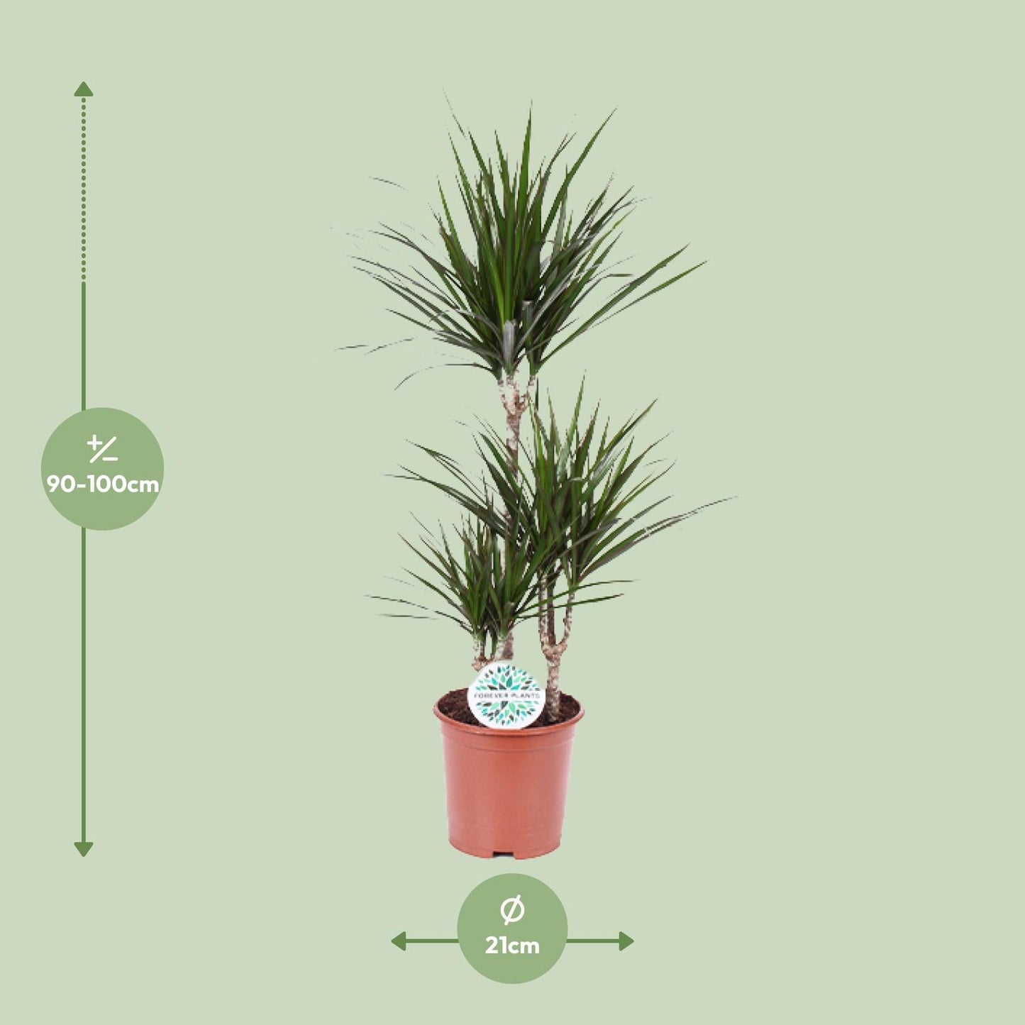 Dracaena Marginata - Pflanzfix24.de - Pflanzfix24.de