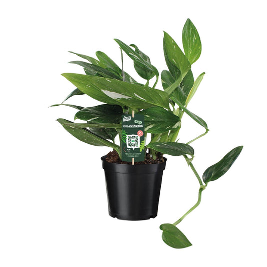 Philodendron Cobra Toef Ø17cm – Luftreinigende Zimmerpflanze | Pflanzfix24.de - Pflanzfix24.de