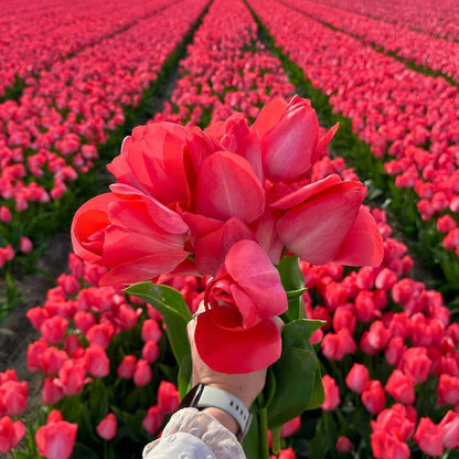 Tulpe 'Van Eijk' - 15 Blumenzwiebeln - Größe 12+ von Pflanzfix24
