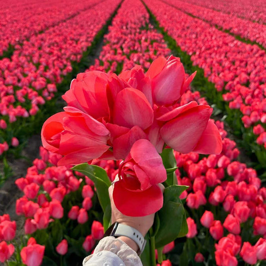 Tulpe 'Van Eijk' - 15 Blumenzwiebeln - Größe 12+ von Pflanzfix24