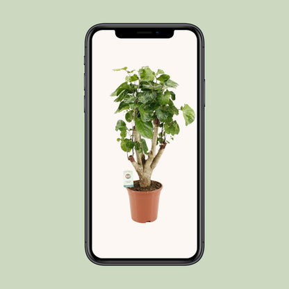 Polyscias Lemon - Ø17cm - ↕65cm - Pflanzfix24
