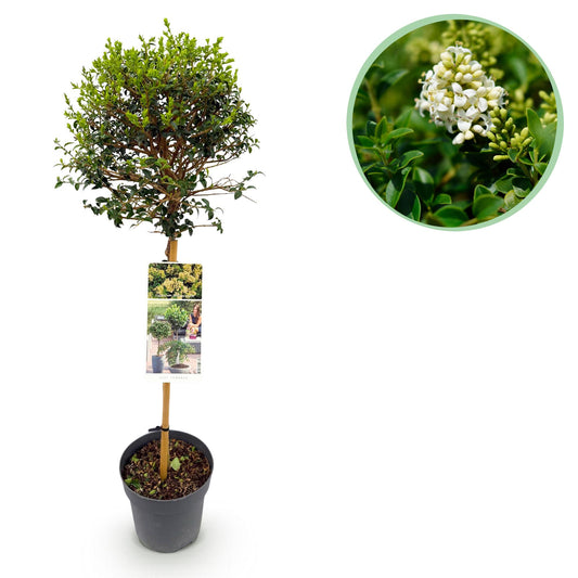 Terrassenpflanze Ligustrum delavayanum - Immergrün - Topf 19cm Höhe 90cm - Pflanzfix24.de - Pflanzfix24.de