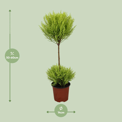 Cupressus Goldcrest Wilma - Ø14cm - ↕60cm bei Pflanzfix24.de - Pflanzfix24.de