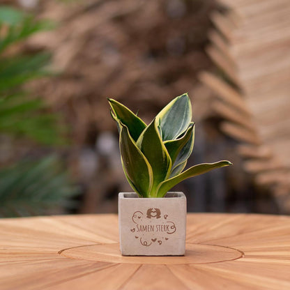 Congreet plantpots + Sansevieria | Samen sterk - Pflanzfix24.de - Pflanzfix24.de