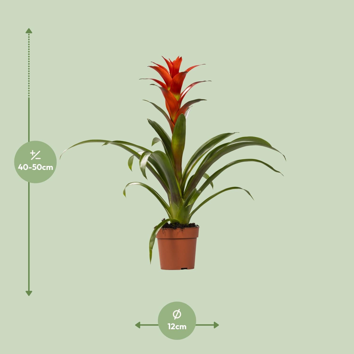 Guzmania Ostara - Ø12cm - ↕45cm - Pflanzfix24.de - Pflanzfix24.de